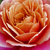 Różowo - pomarańczowy - Róże rabatowe grandiflora - floribunda - Distant Drums